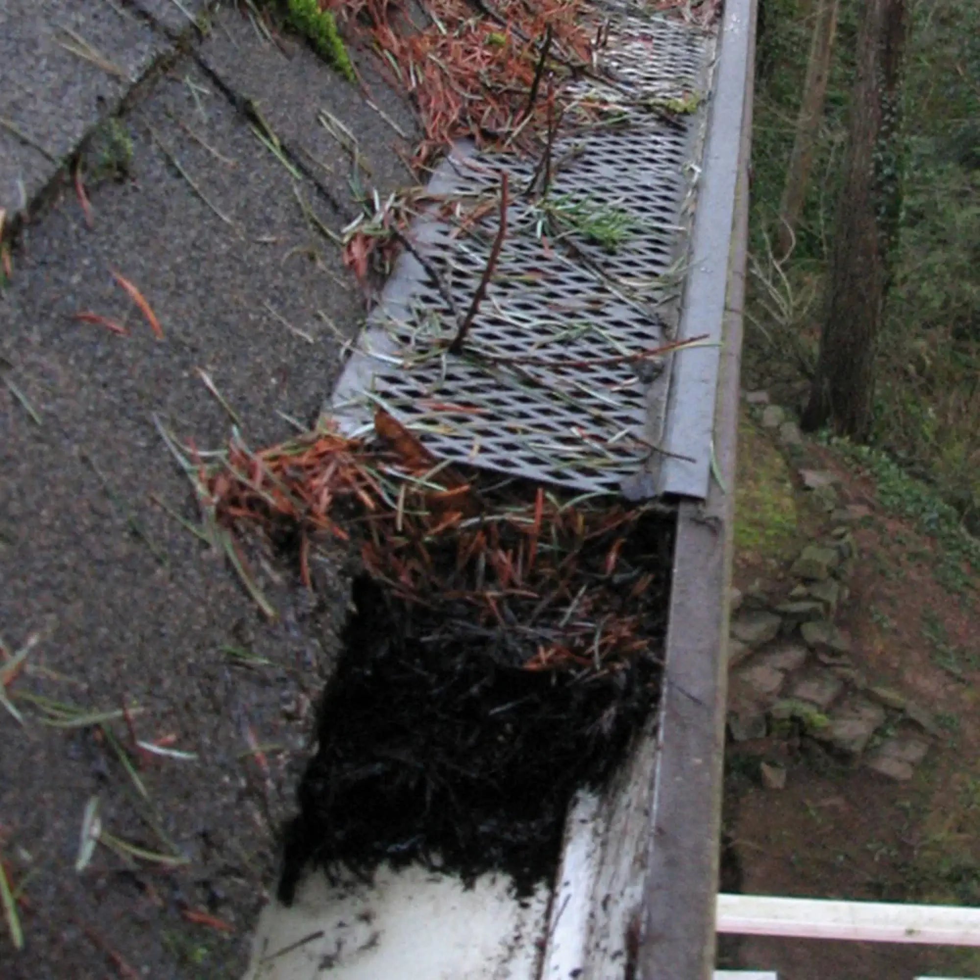 Gutter screen packed with pine needles