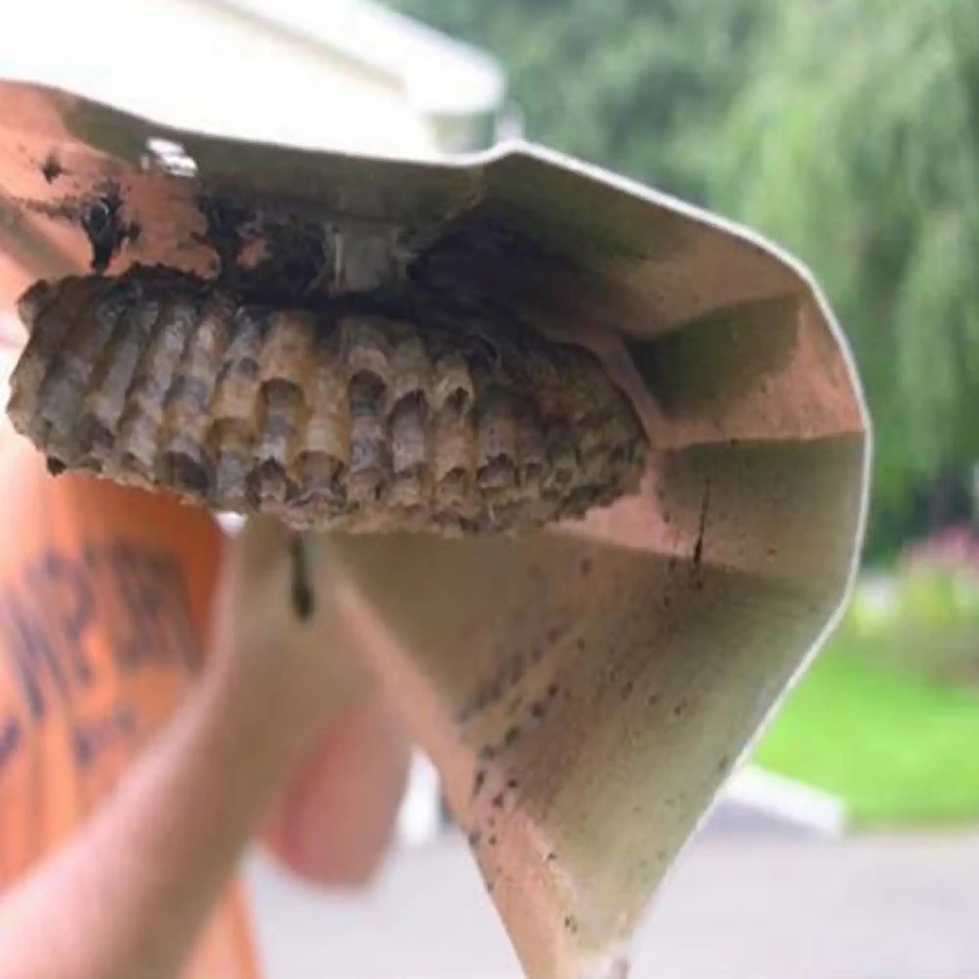 Bees nest under gutter cover