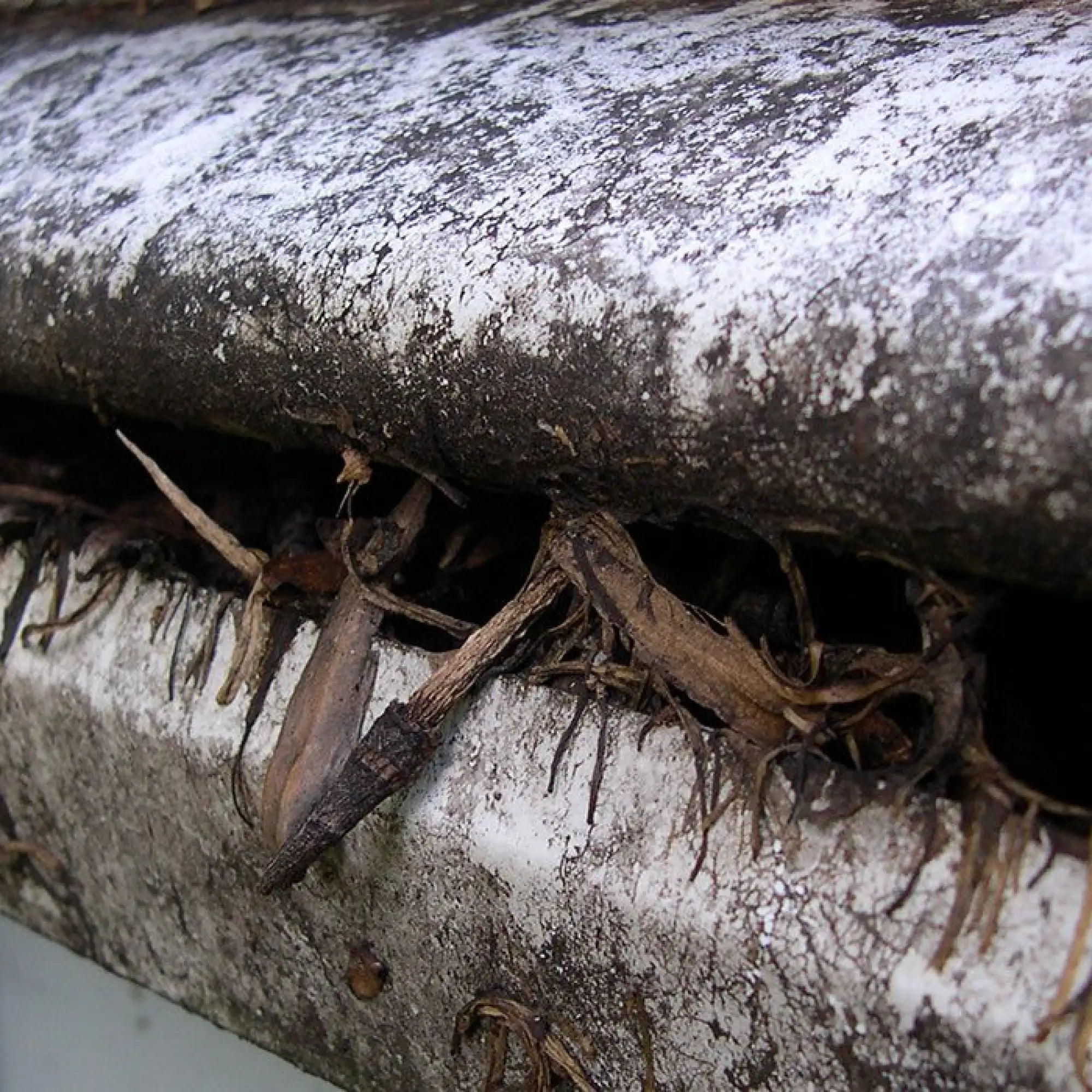 Gutter cover covered in dirt and clogged with debris