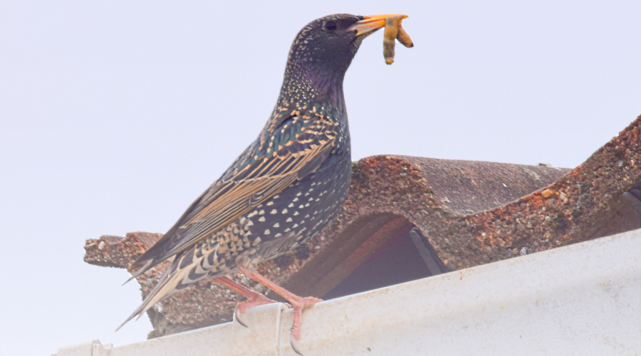 How to Get Rid of a Bird's Nest in Your Gutter