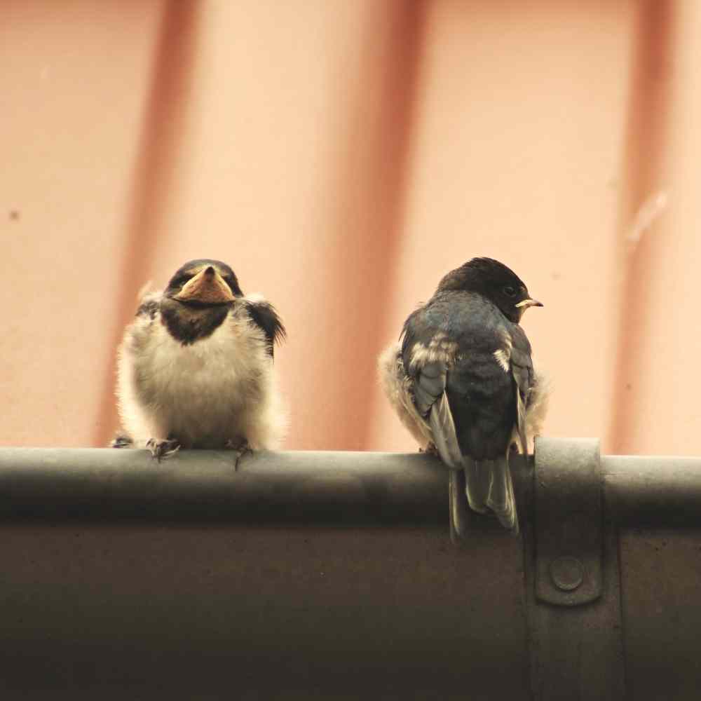birds in gutters