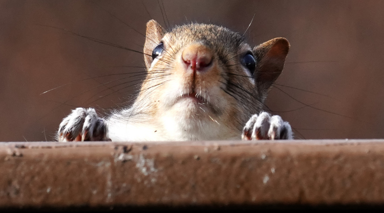 Downspout Rodent Guards: Keep Pests at Bay - GutterBrush – GutterBrush ...