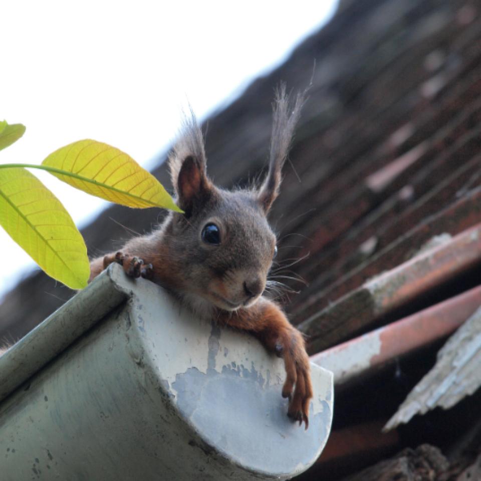 gutter clog protection for half round gutters