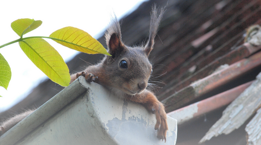 Squirrel Proof Gutter Guards: Ultimate Protection