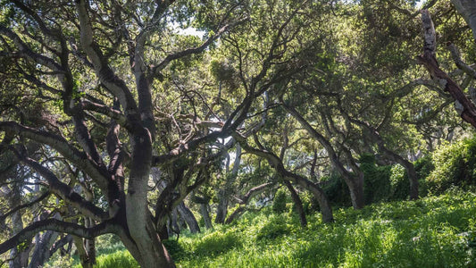 Gutter Clogging from Live Oaks, Small Debris like Locust Leaves and Pine Needles
