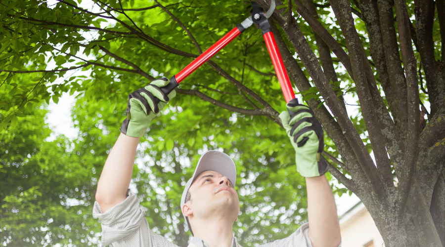 Gutter With Tree In Gutter Cleaning and Tree Trimming Tips for Homeowners- GutterBrush ...