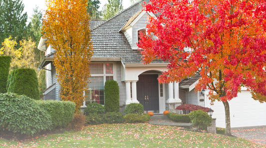 Choosing the Best Gutter Guards for Maple Trees