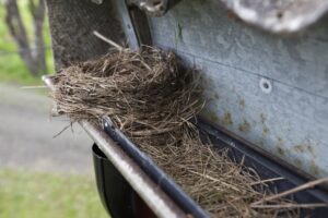 The Nesting Dilemma: Making Your Gutters a No-Fly Zone with a Bird Gutter Guard