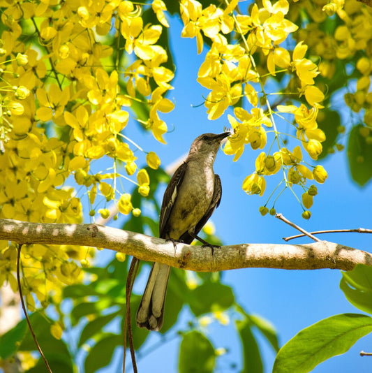 Bird Control in Gutters - Stop gutter clogging and prevent nesting