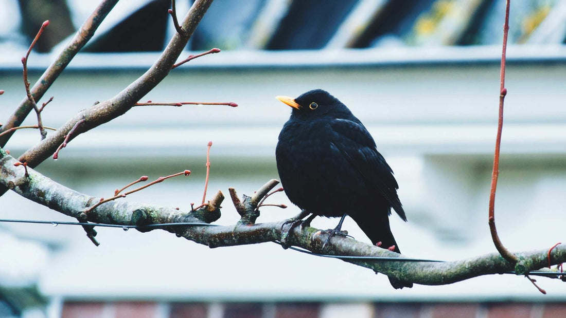 Black Bird on a branch before entering a residential rain gutter