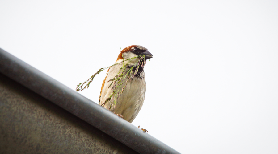 Bird Guards: A Gentle Solution for Downspouts