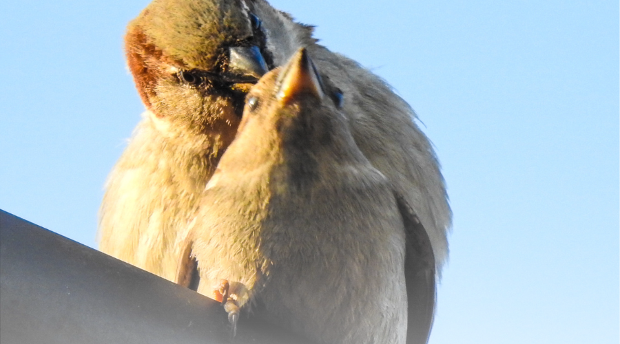 Best Bird Gutter Deterrent Methods Explained