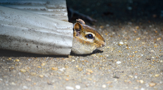 How to Get Chipmunks Out of Your Gutter Safely