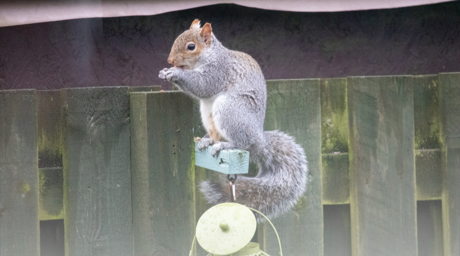 How to Get Squirrels Out of Your Gutter Safely