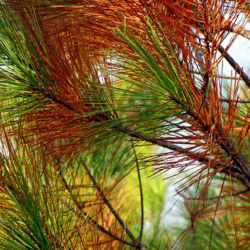 Pine needle gutter guard