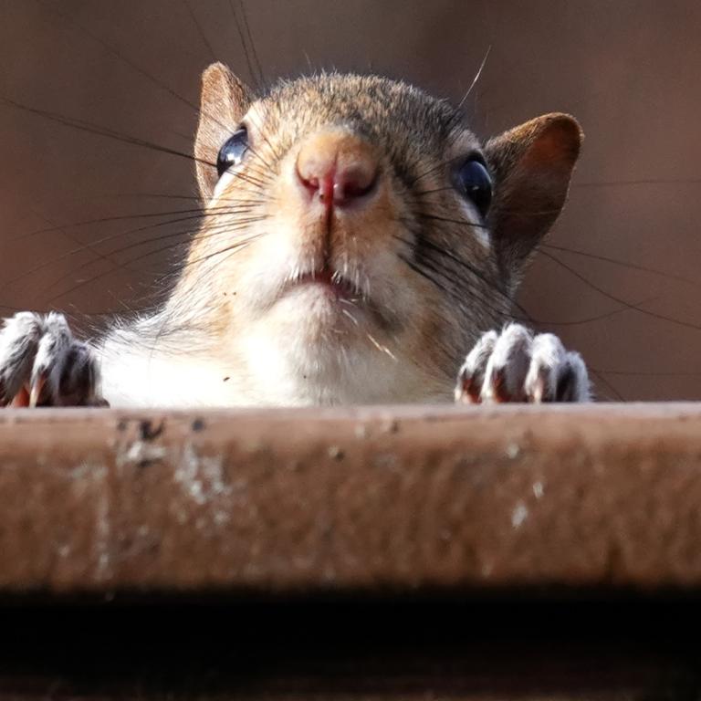 squirrel in a gutter, needs a gutter guard for squirrels