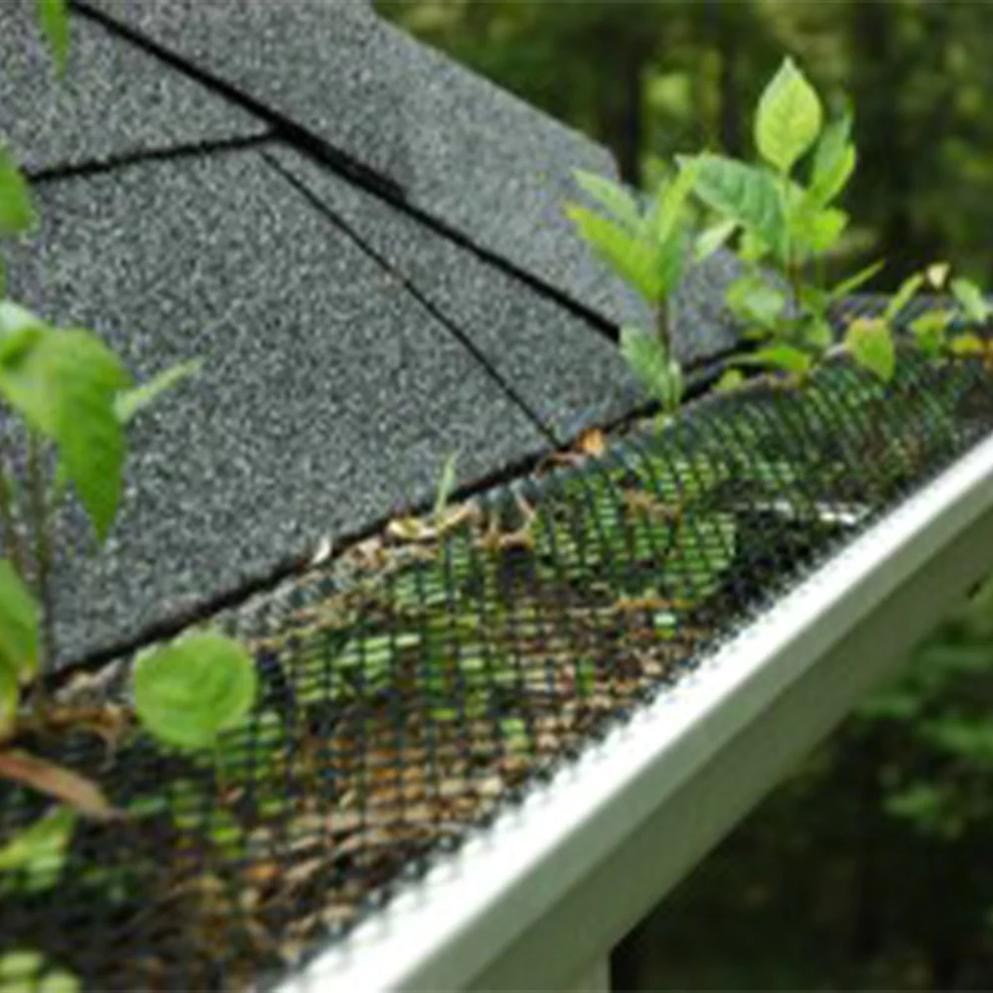 Gutter screen with trees growing through